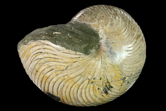 Polished Fossil Nautilus (Cymatoceras) - Madagascar #157822